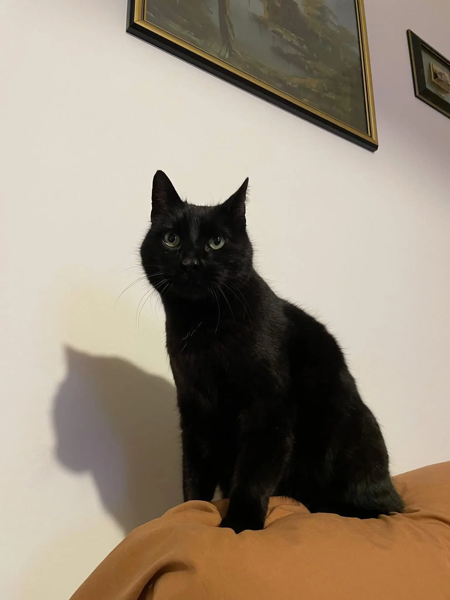 gatto reunited  Autostrada Adriatica 63821 Porto Sant'Elpidio Nero/ ciccio