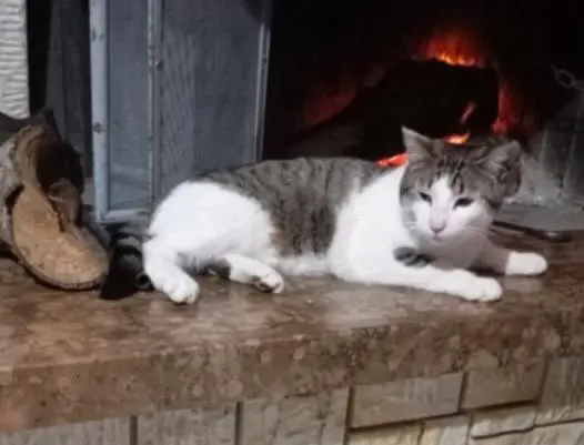 gatto reunited  Autostrada Adriatica 63821 Porto Sant'Elpidio Teo