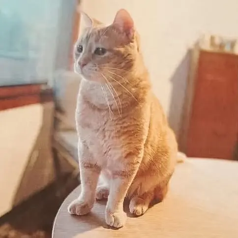 gatto reunited    Sori Emme