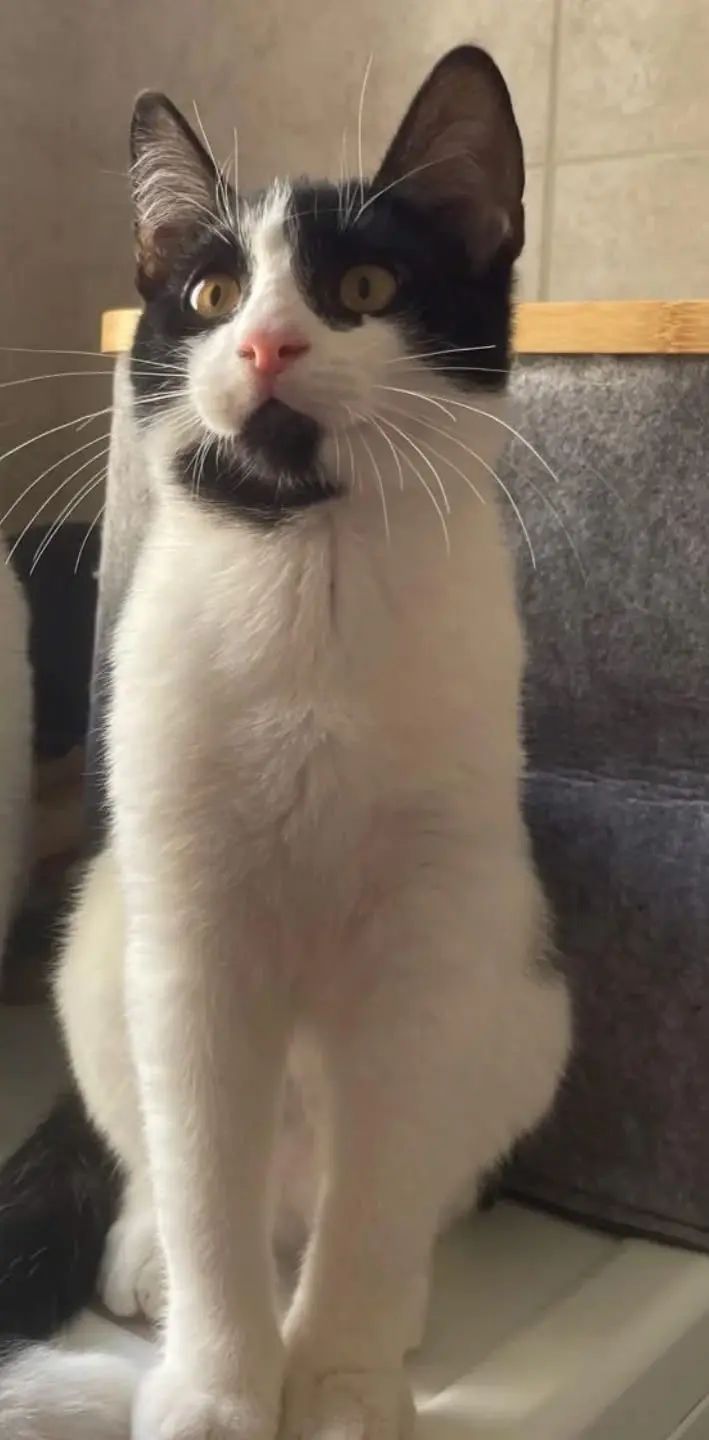 gatto reunited    Gênes Dante