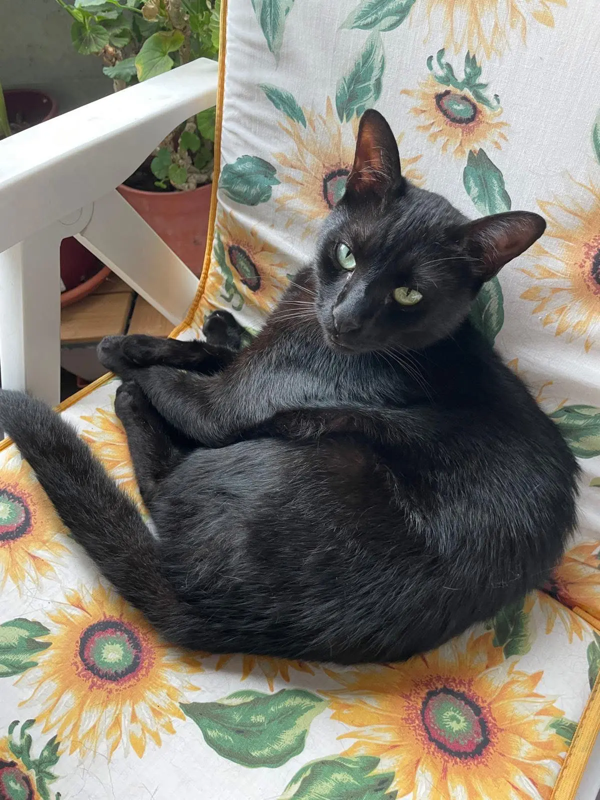 gatto reunited    Gênes Giuseppe