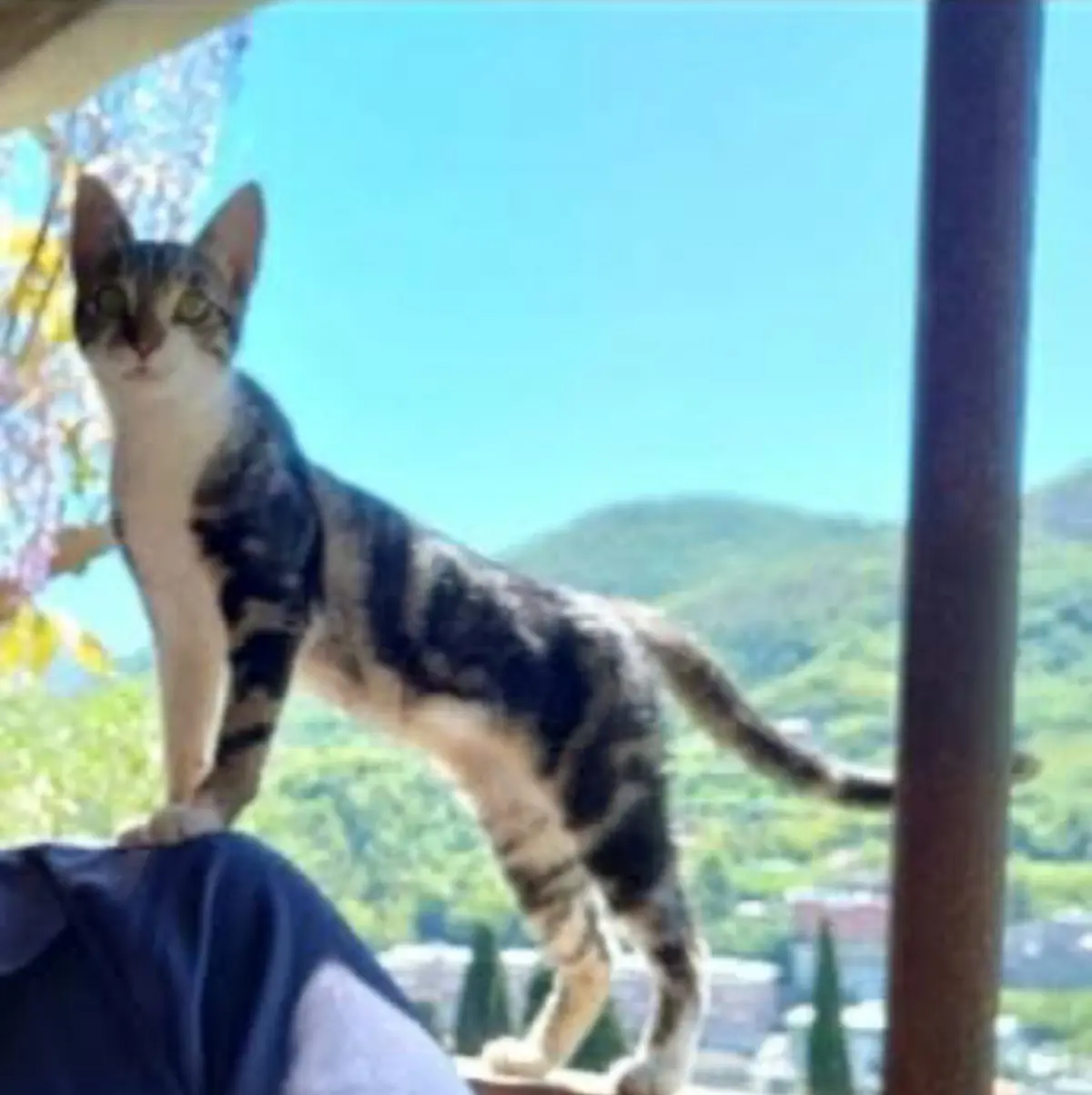 gatto reunited    Gênes Kiko