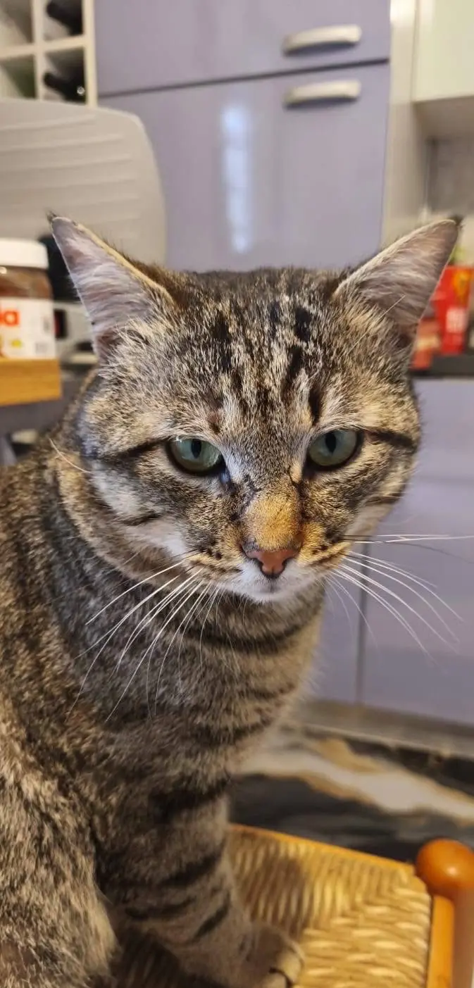 gatto reunited    Gênes Munny