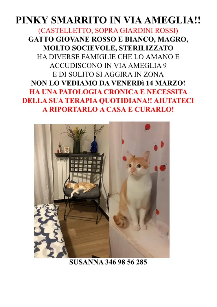 gatto reunited    Gênes Pinky pie