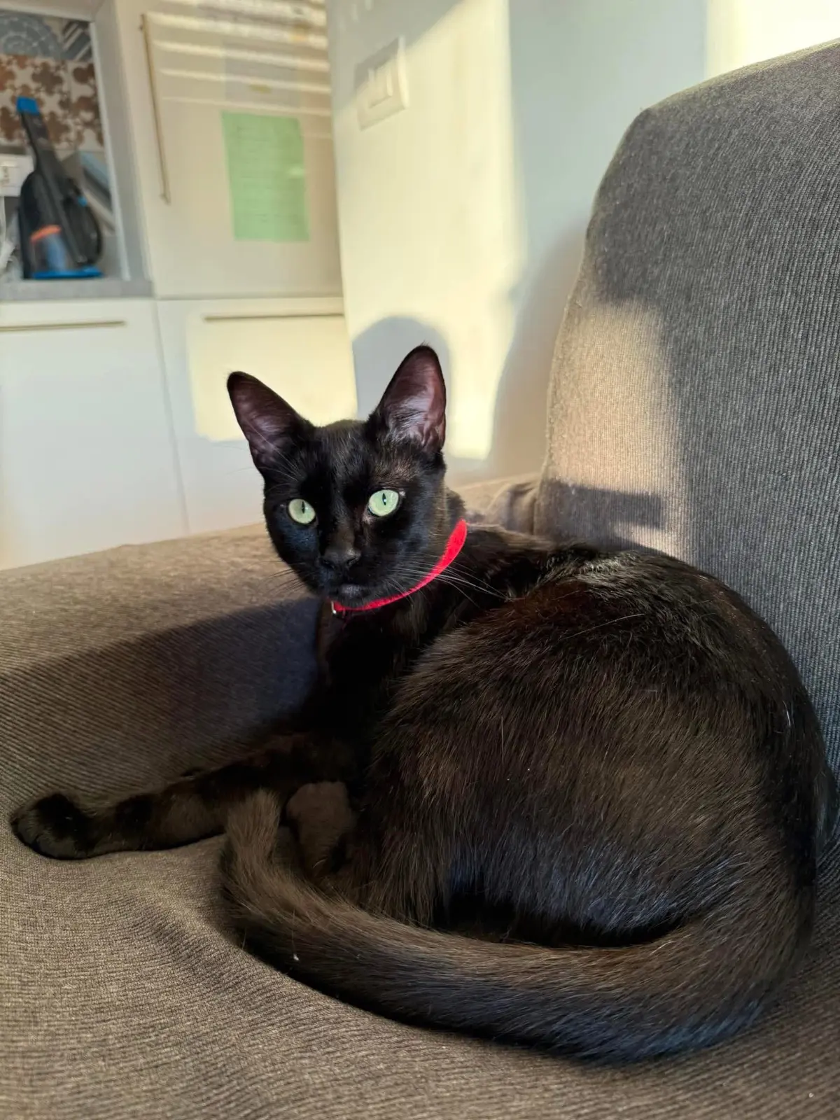 gatto reunited    Gênes Salem