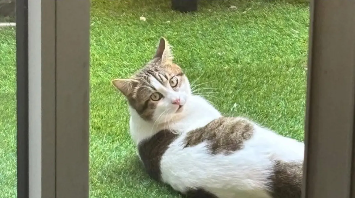 gatto reunited    Gênes Tomi