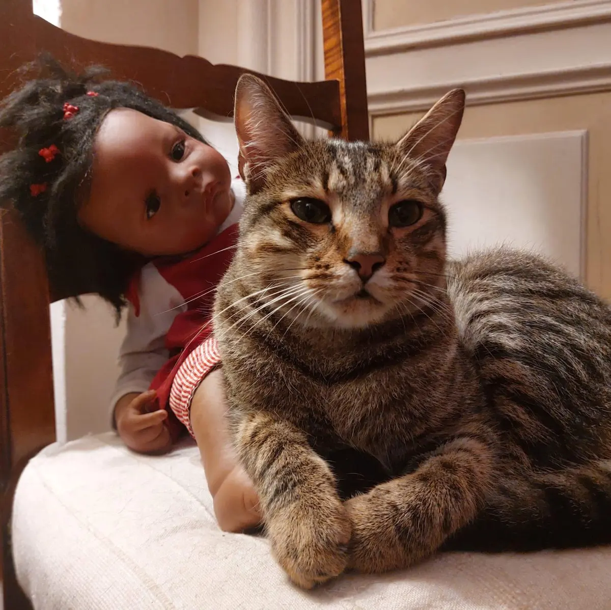 gatto reunited    Gênes Tommy