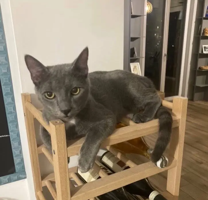 gatto reunited   16011 Arenzano Jack