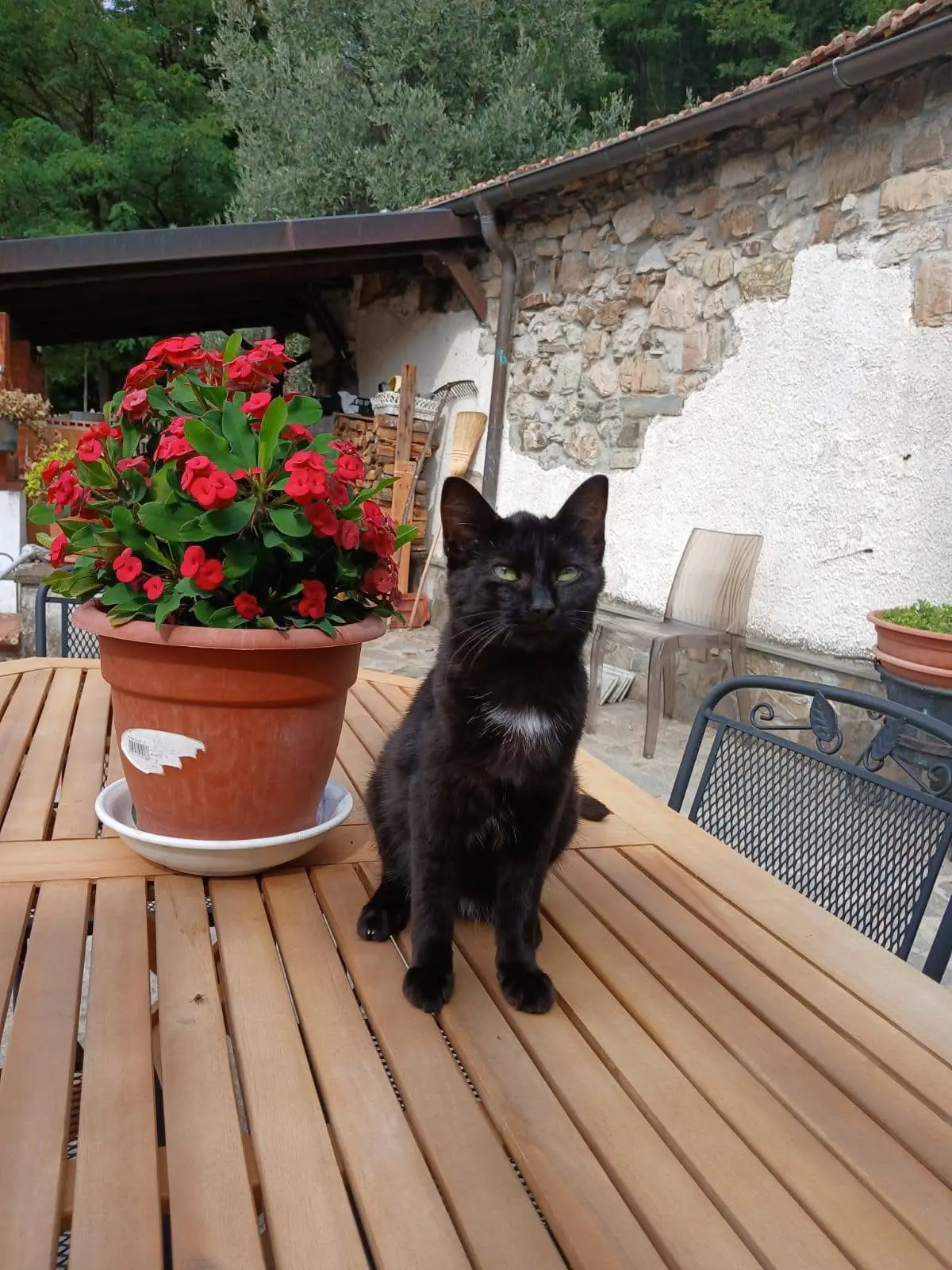 gatto reunited   16035 Rapallo Lillo