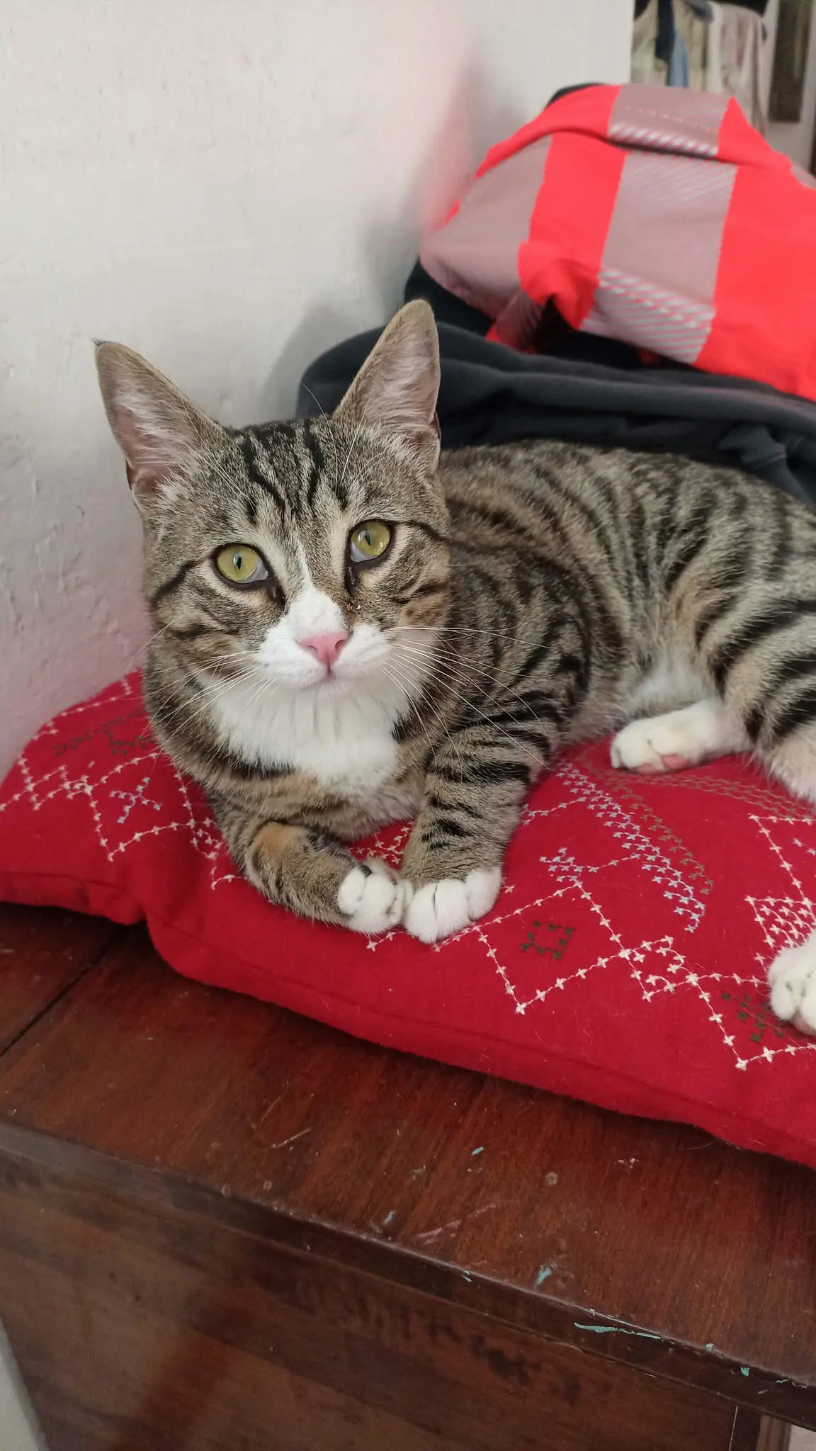 gatto reunited    Bogliasco Matisse