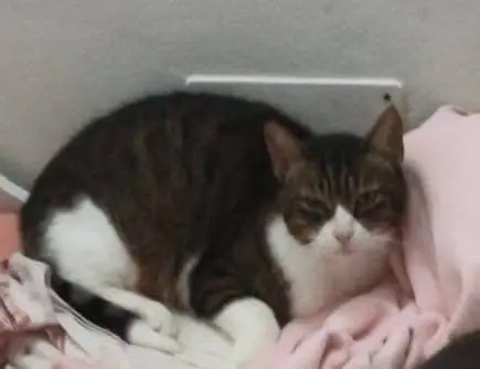 gatto reunited    Camogli Nash