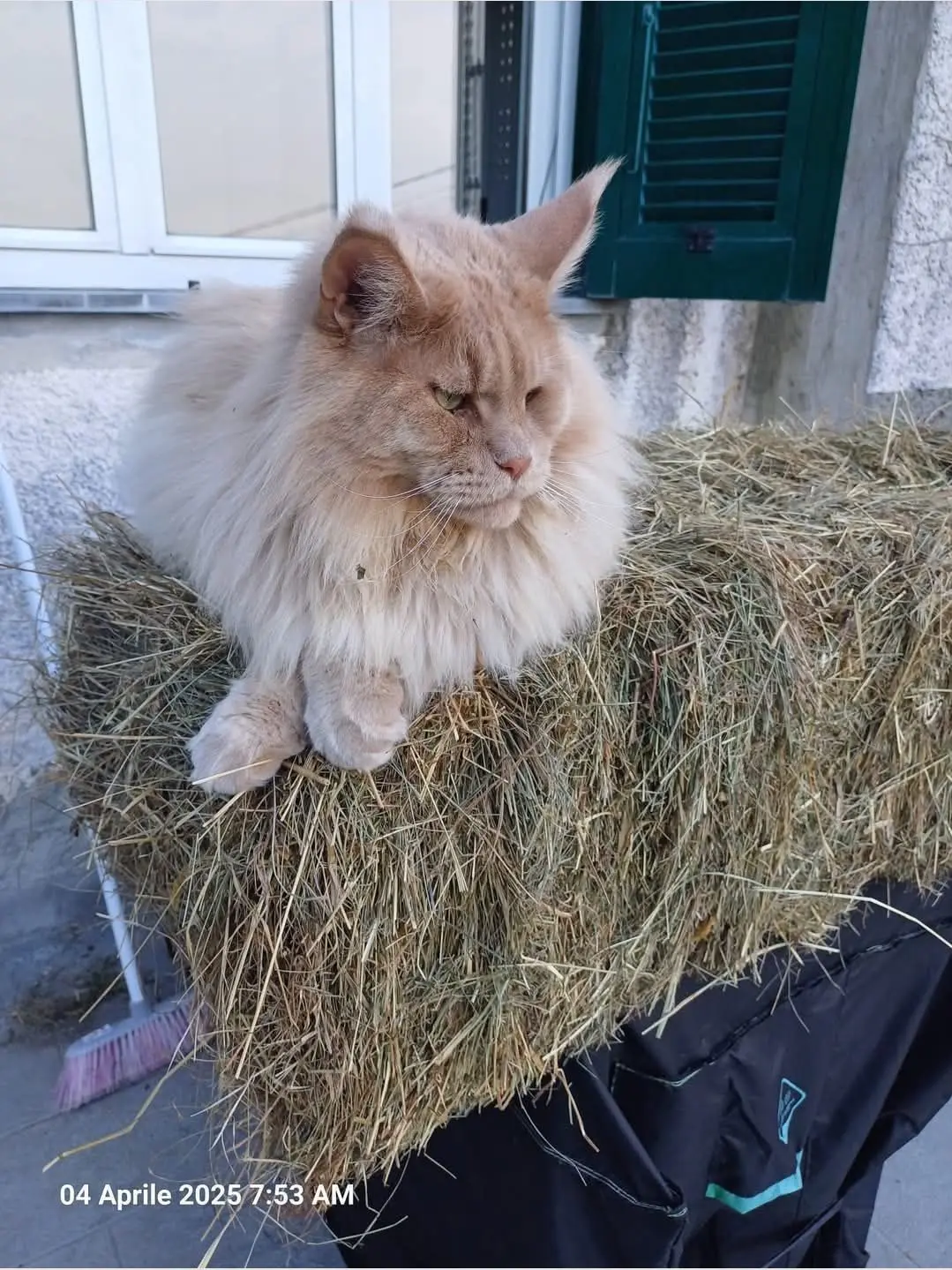 gatto reunited    Moneglia Non conosciuto