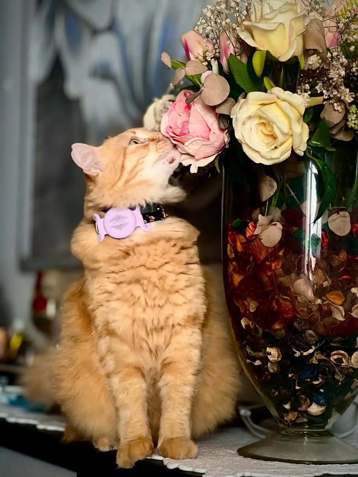 gatto reunited   16043 Chiavari Remiel