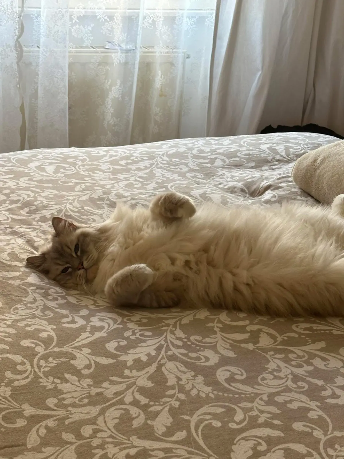 gatto reunited    Ceranesi Rufus