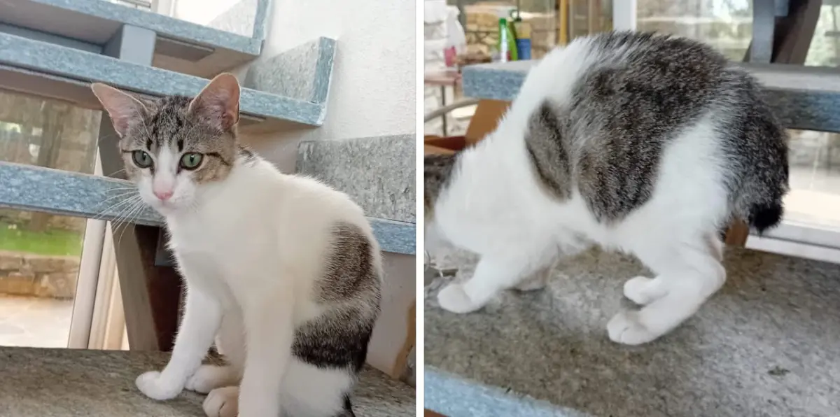 gatto reunited   16033 Lavagna Sconosciuto