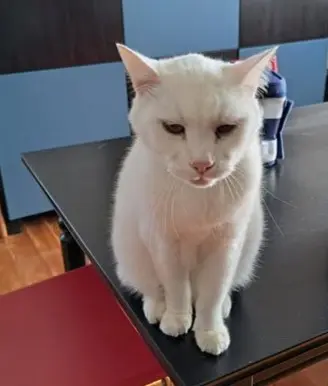 gatto reunited   34076 Romans d'Isonzo / Romans dal Lusinç Benny