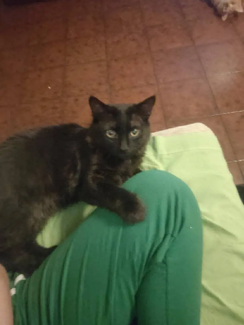 gatto reunited   34072 Gradisca d'Isonzo Shadow