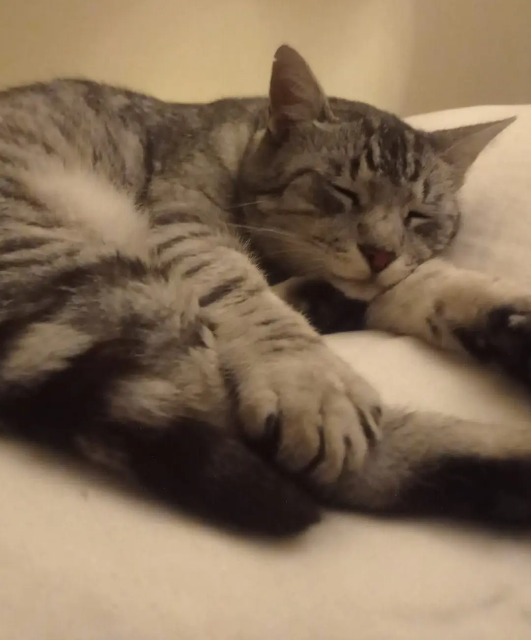 gatto reunited   34075 San Canzian d'Isonzo Pupi