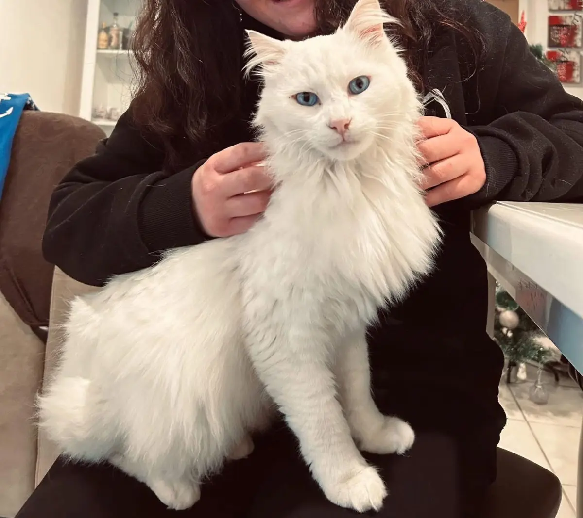 gatto reunited    Diano Arentino Guiu