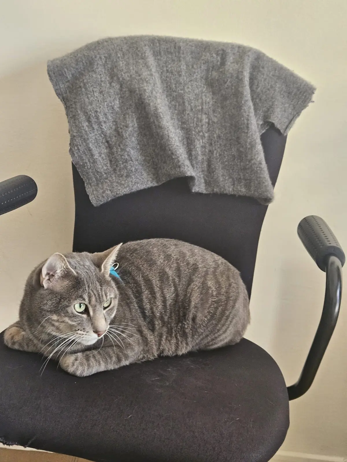 gatto reunited    Livourne Gato