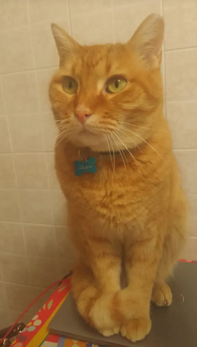 gatto reunited   20900 Monza Aran