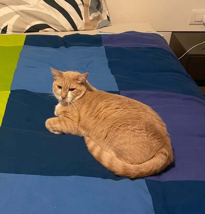 gatto reunited   20900 Monza Pedro