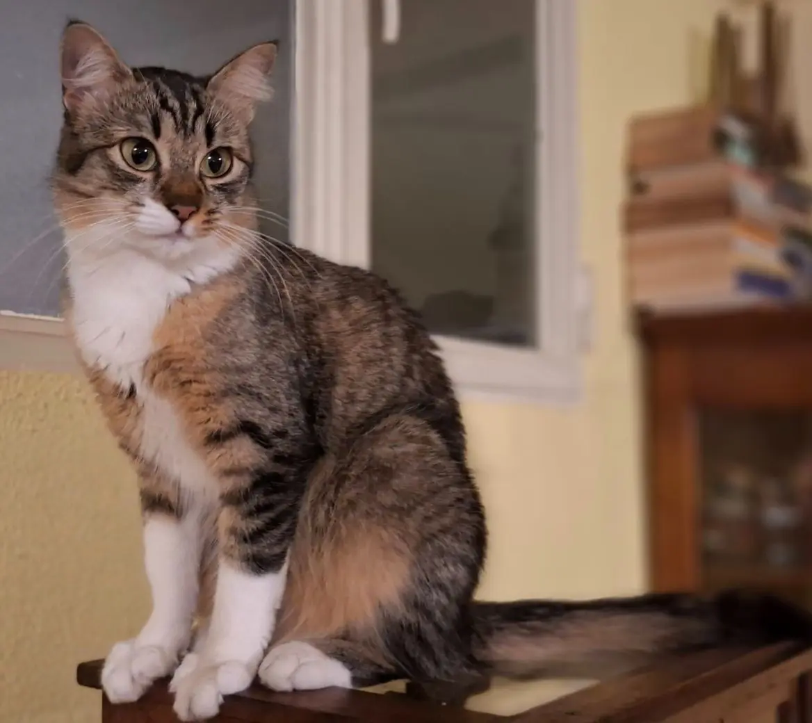 gatto reunited   20822 Seveso Pilù