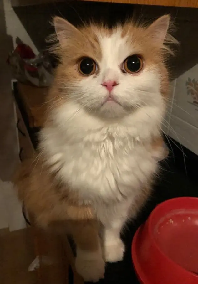 gatto reunited   20832 Desio Romeo