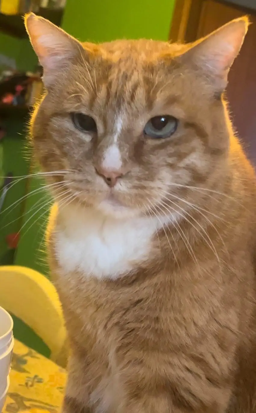 gatto reunited  Strada Provinciale 88 Passo Morico - Pintura del Grillo  La villa Lillo