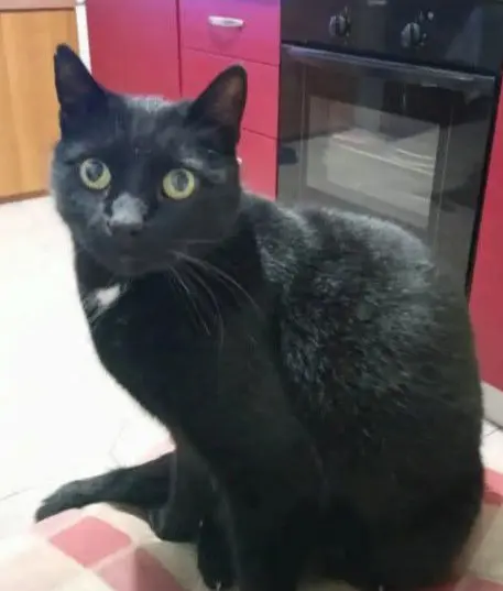 gatto reunited   20033 Solaro Chicco