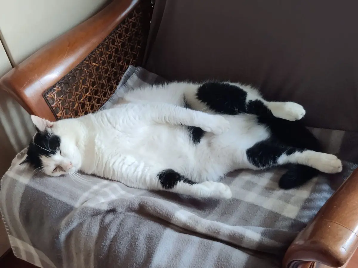 gatto reunited   20045 Lainate Gringo