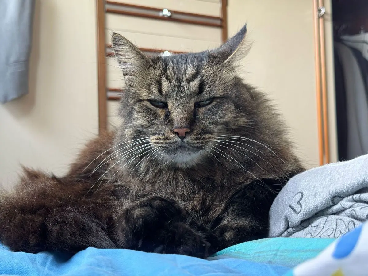 gatto reunited   20037 Paderno Dugnano Joy