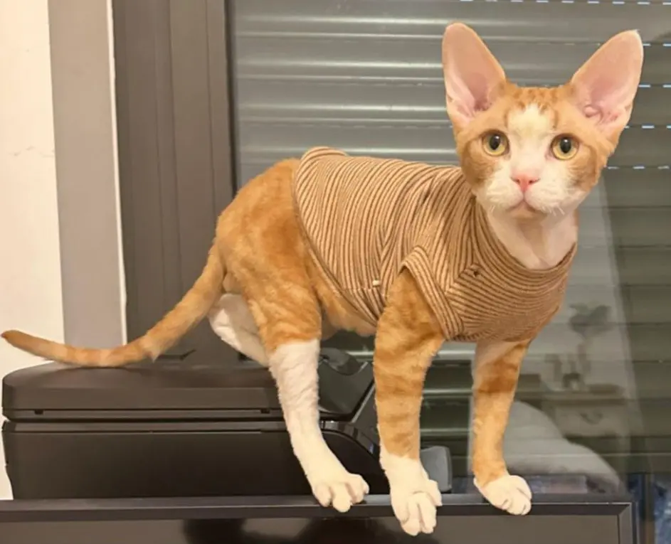 gatto reunited    Milan Hoya