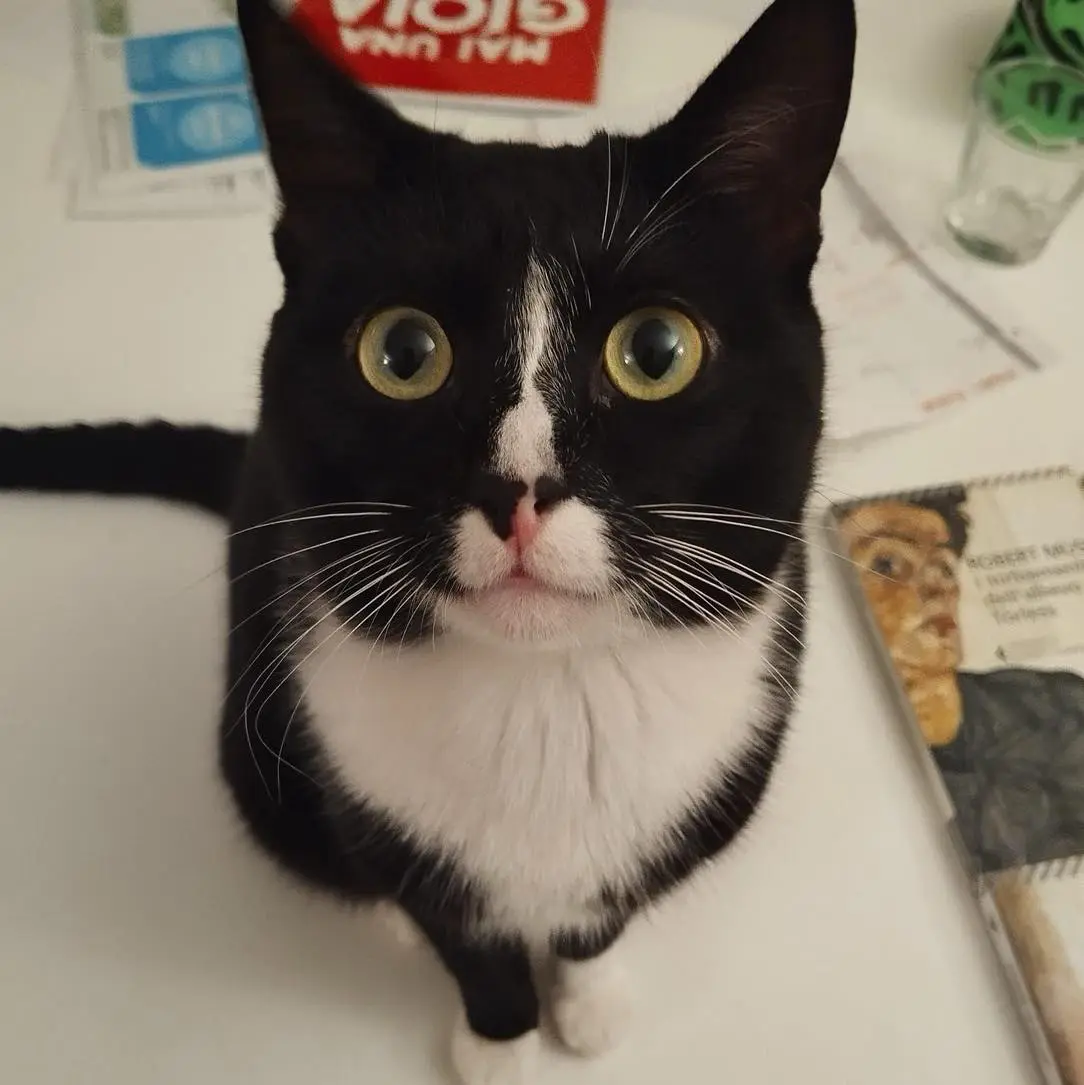 gatto reunited    Milan Milo