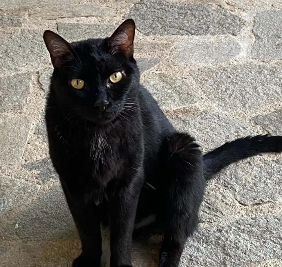 gatto reunited    Milan Pepe