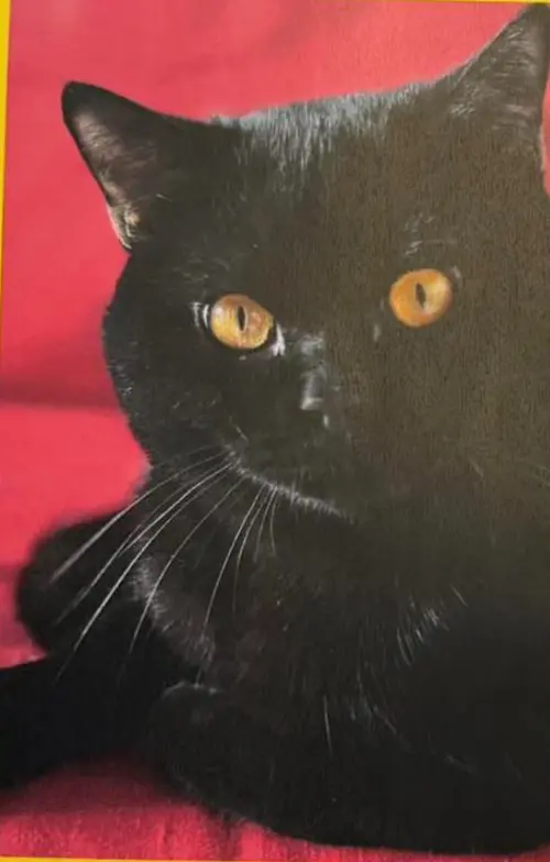 gatto reunited    Milan Zodd