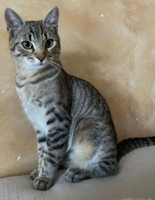 gatto reunited   20025 Legnano Milo