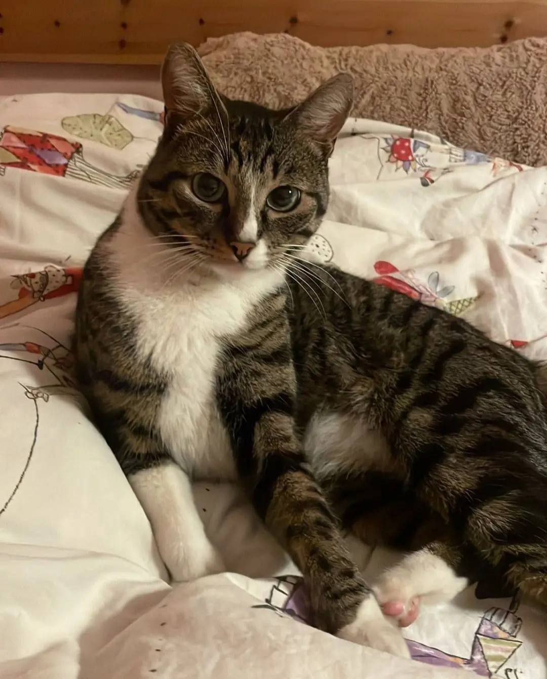 gatto reunited   20021 Bollate Tommy