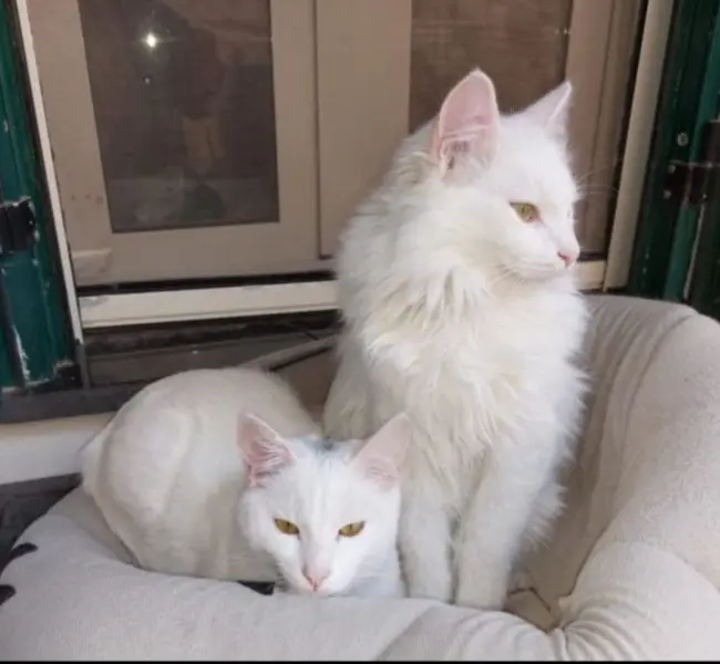 gatto reunited   80079 Procida Bibì e ɓibò