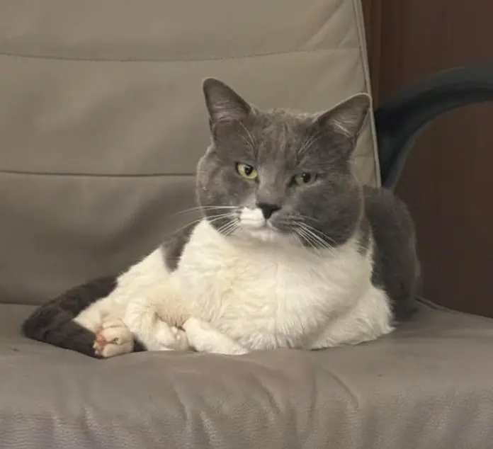 gatto reunited   09170 Oristano Bori