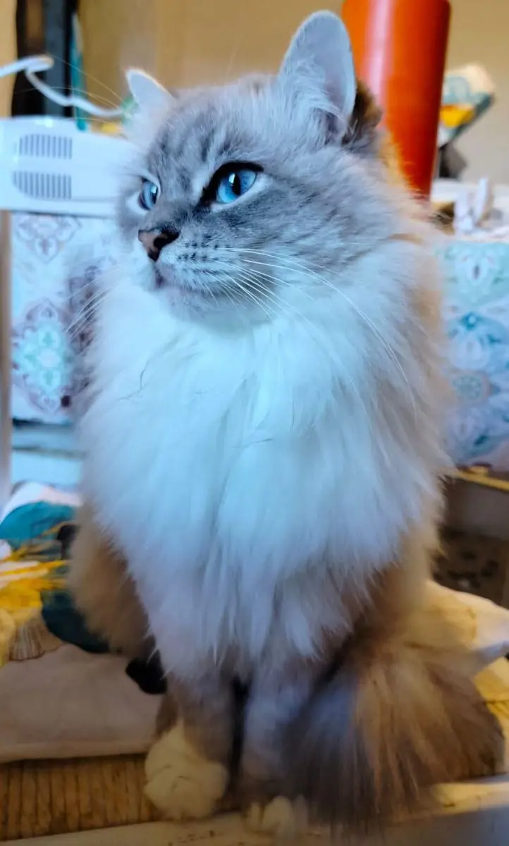 gatto reunited   09080 Siamanna Coco