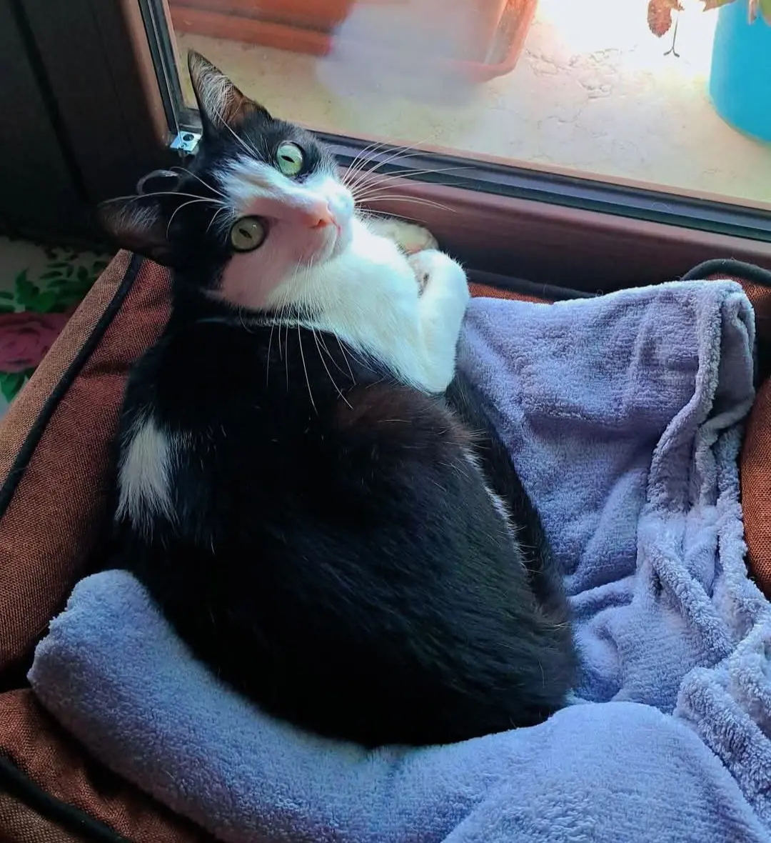 gatto reunited   09090 Pau Rascal