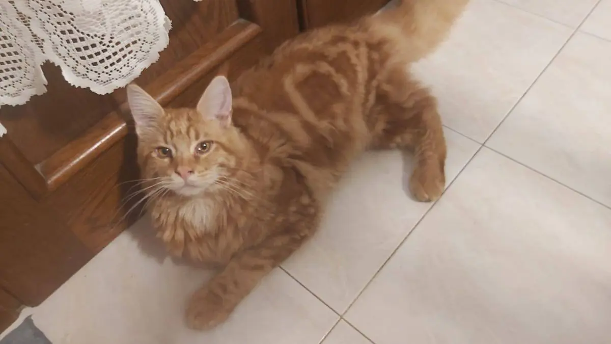 gatto reunited   35041 Battaglia Terme Mefisto