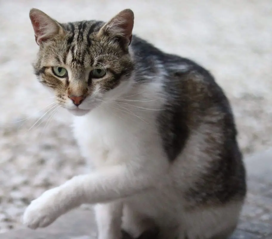 gatto reunited    Pise Romeo