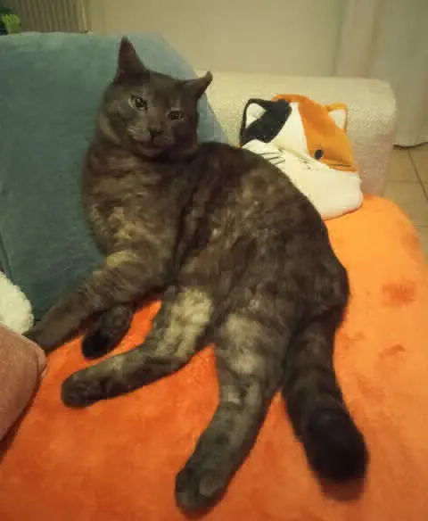 gatto reunited   33077 Sacile Giuletto