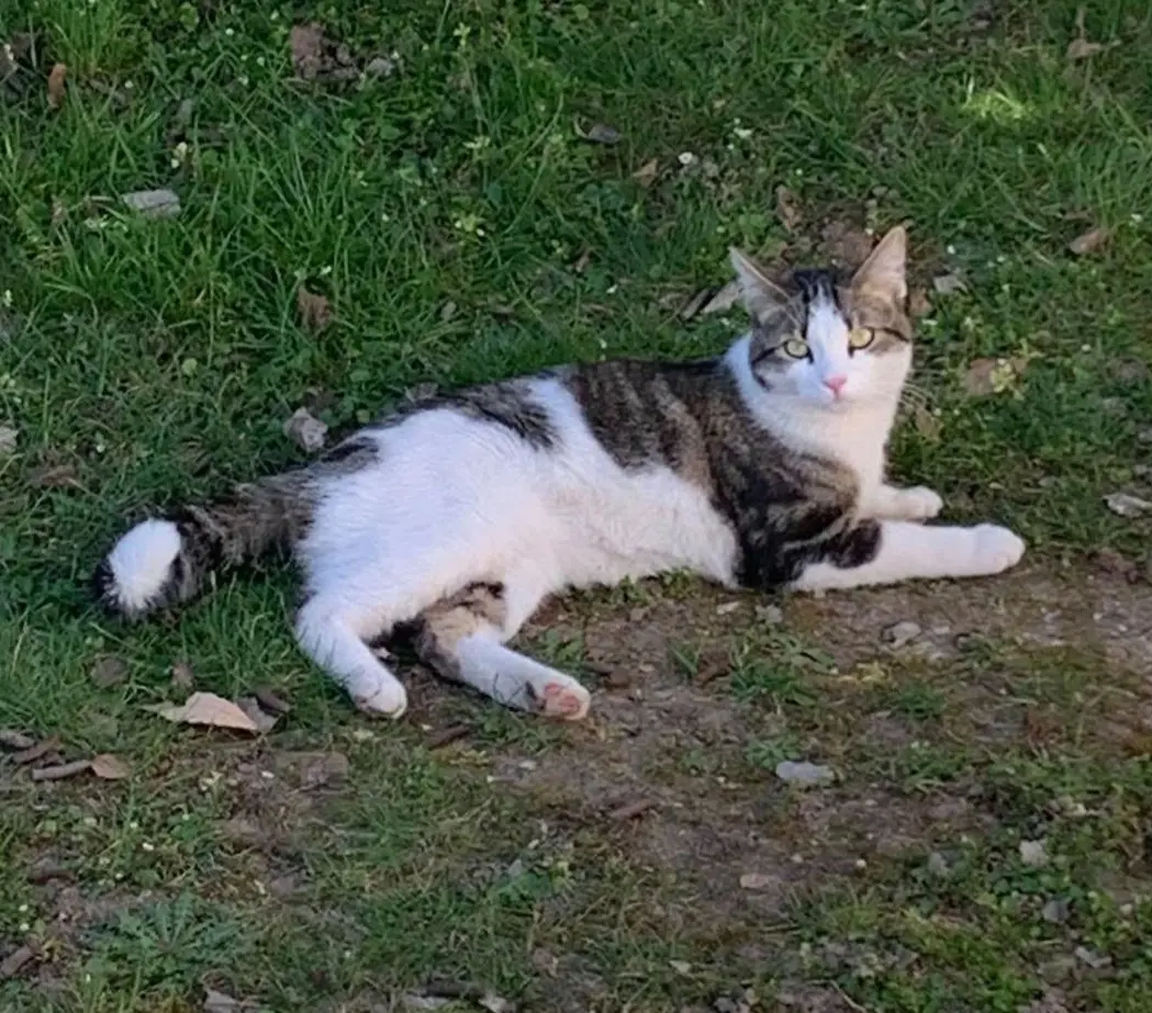 gatto reunited   33170 Pordenone / Pordenon Cuky