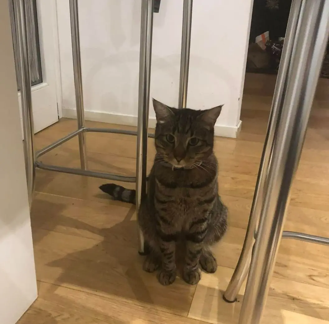 gatto reunited   33170 Pordenone / Pordenon Simba