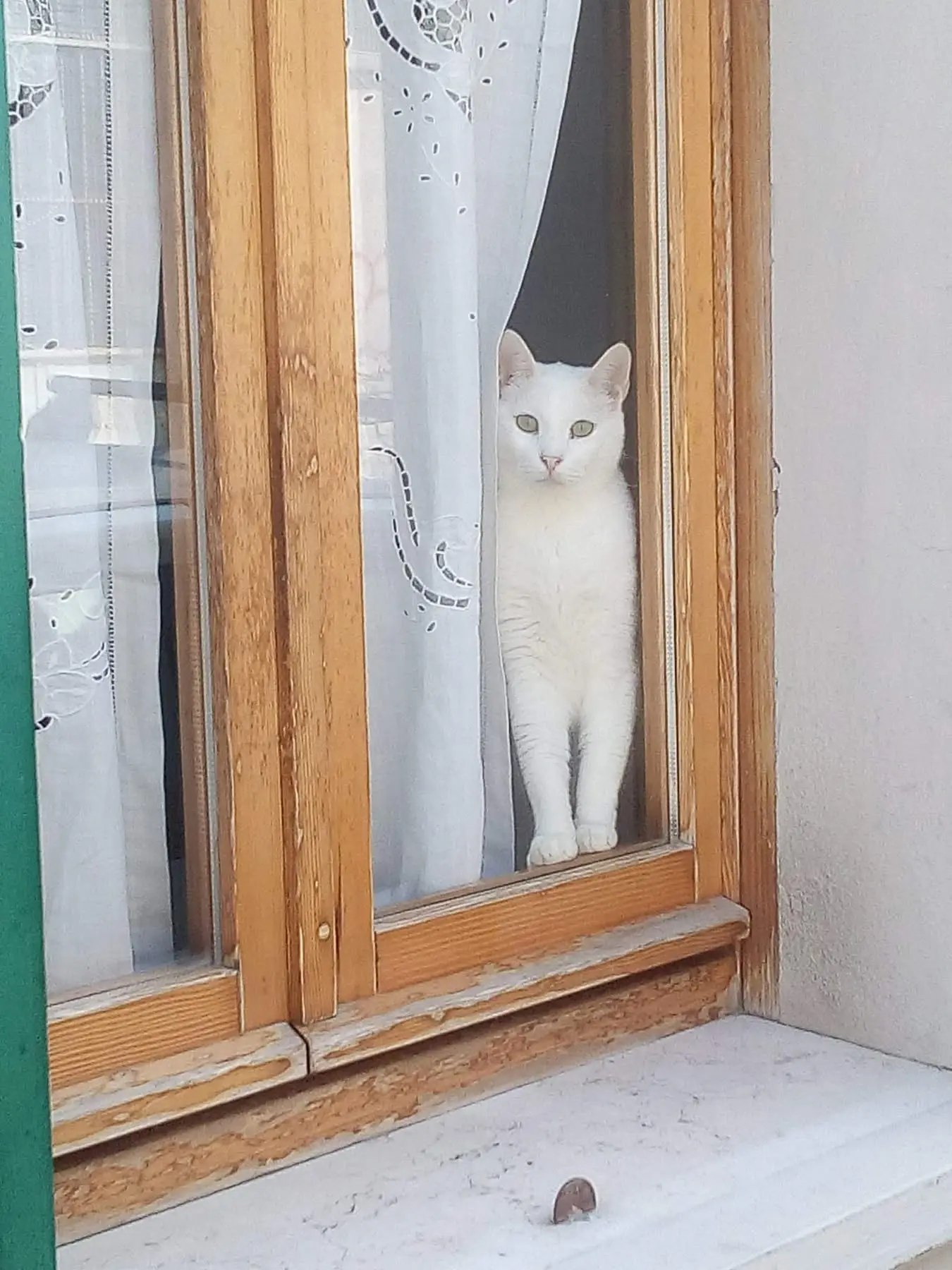 gatto reunited    Pesaro Andy