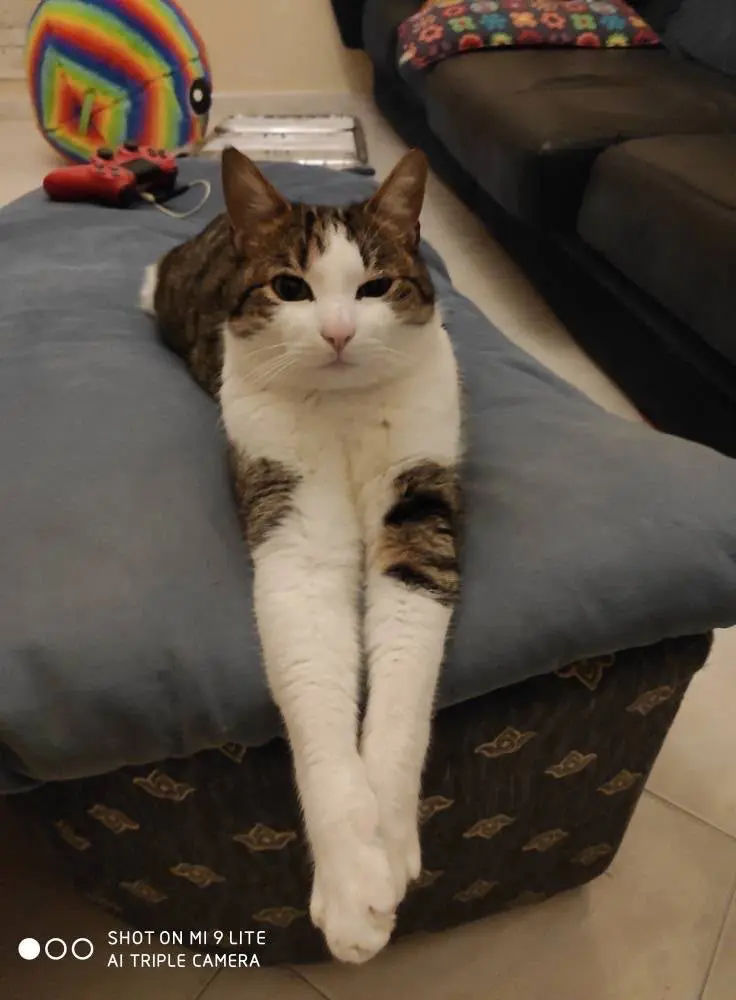 gatto reunited    Pesaro Leo