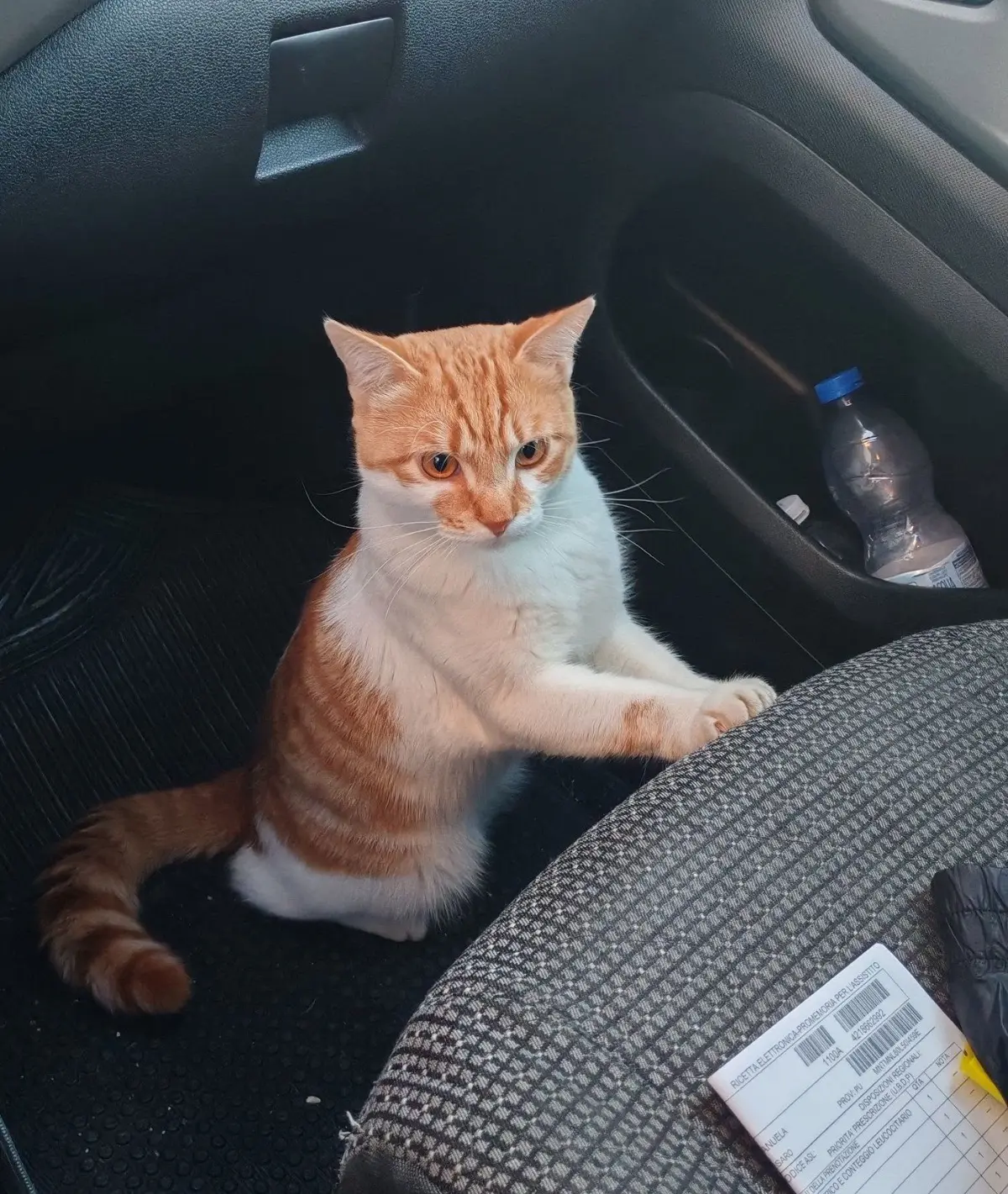 gatto reunited    Pesaro Ronni